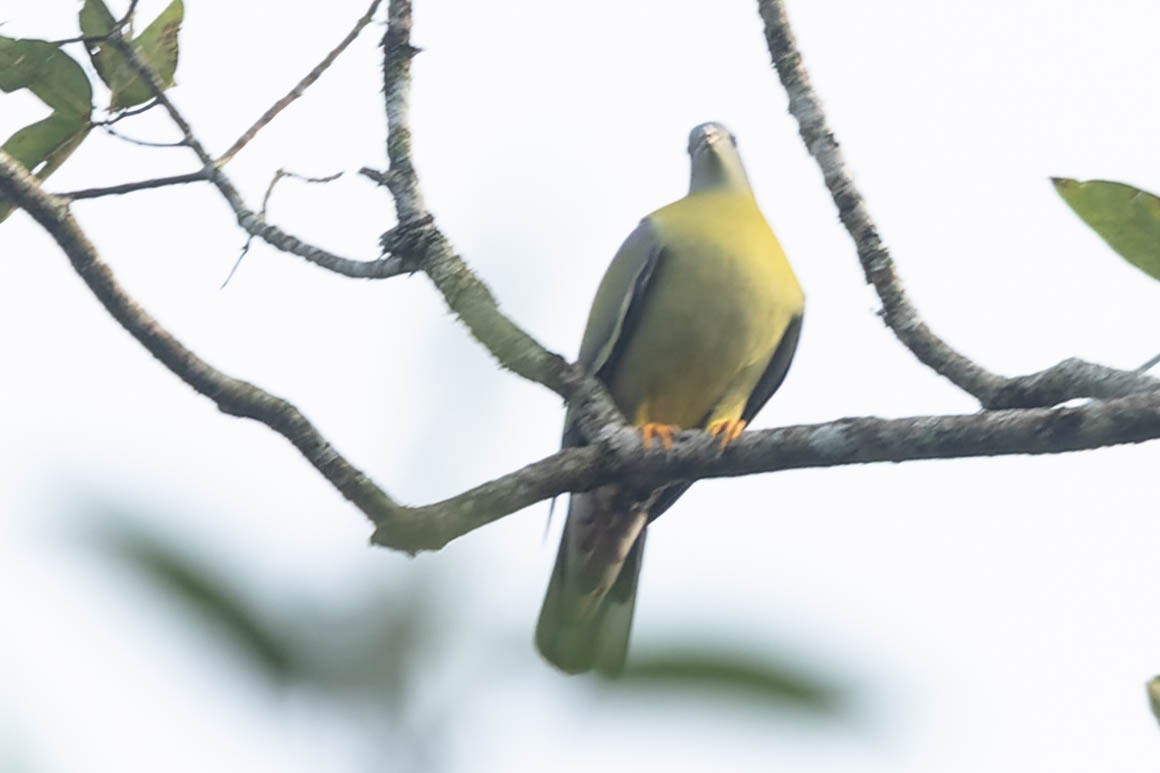 Yellow-footed Green-Pigeon - Zebedee Muller
