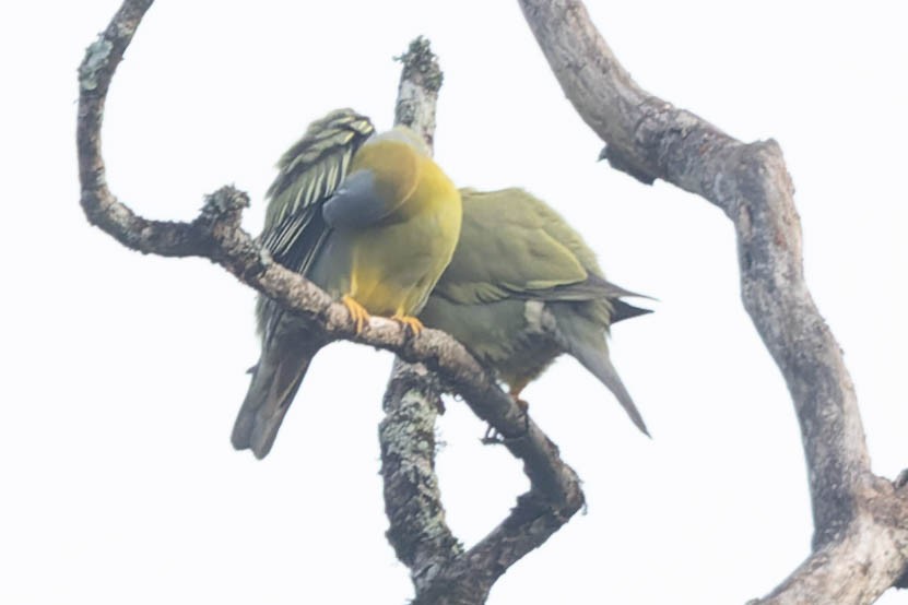 Yellow-footed Green-Pigeon - Zebedee Muller