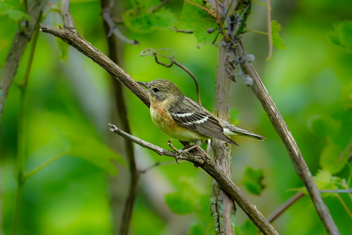 Bay-breasted Warbler - ML619312779