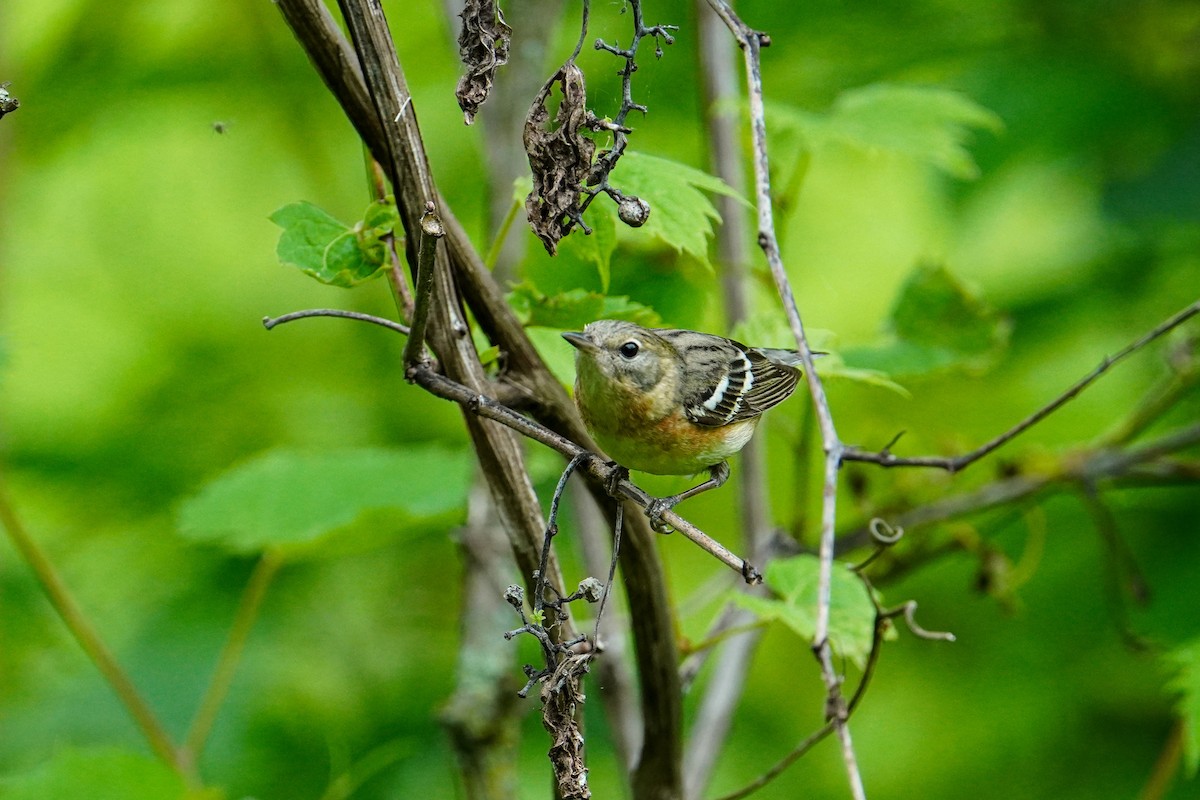 Bay-breasted Warbler - ML619312780