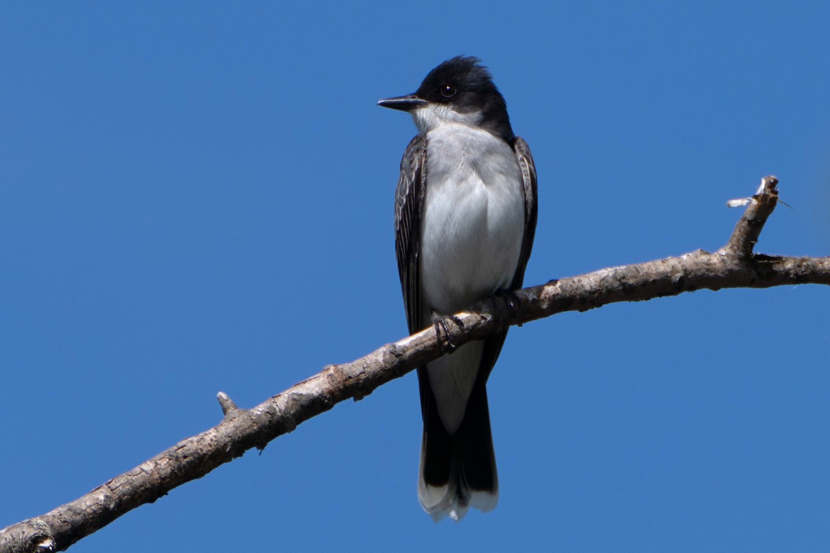 Eastern Kingbird - ML619312781