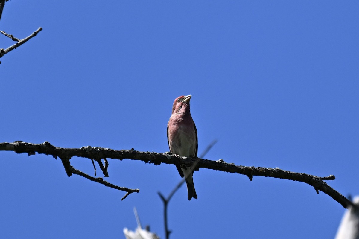 Purple Finch - ML619312783