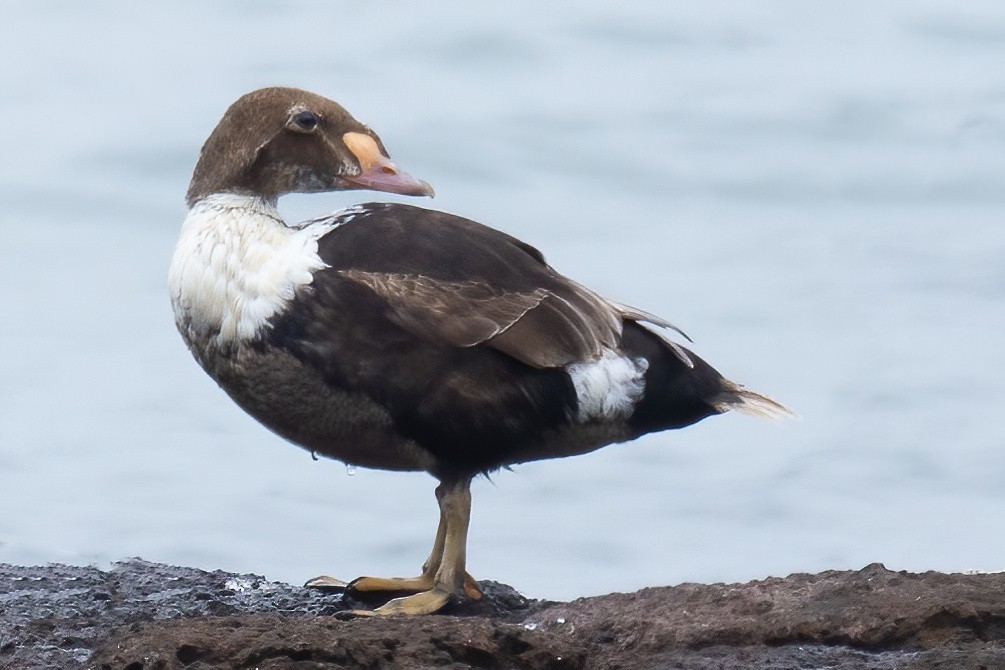 Eider à tête grise - ML619312785