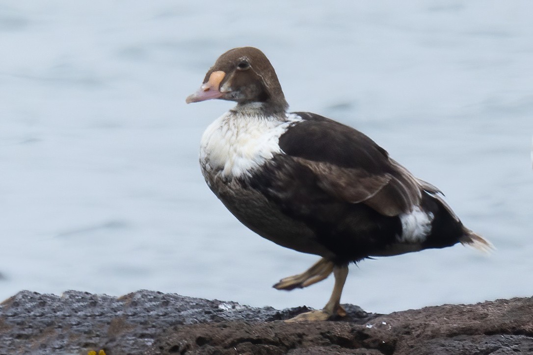 King Eider - Mitch (Michel) Doucet