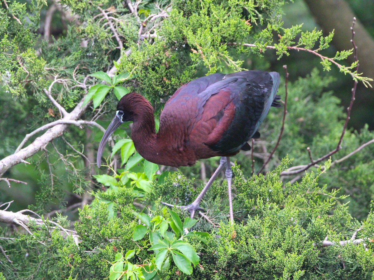 Glossy Ibis - ML619312799