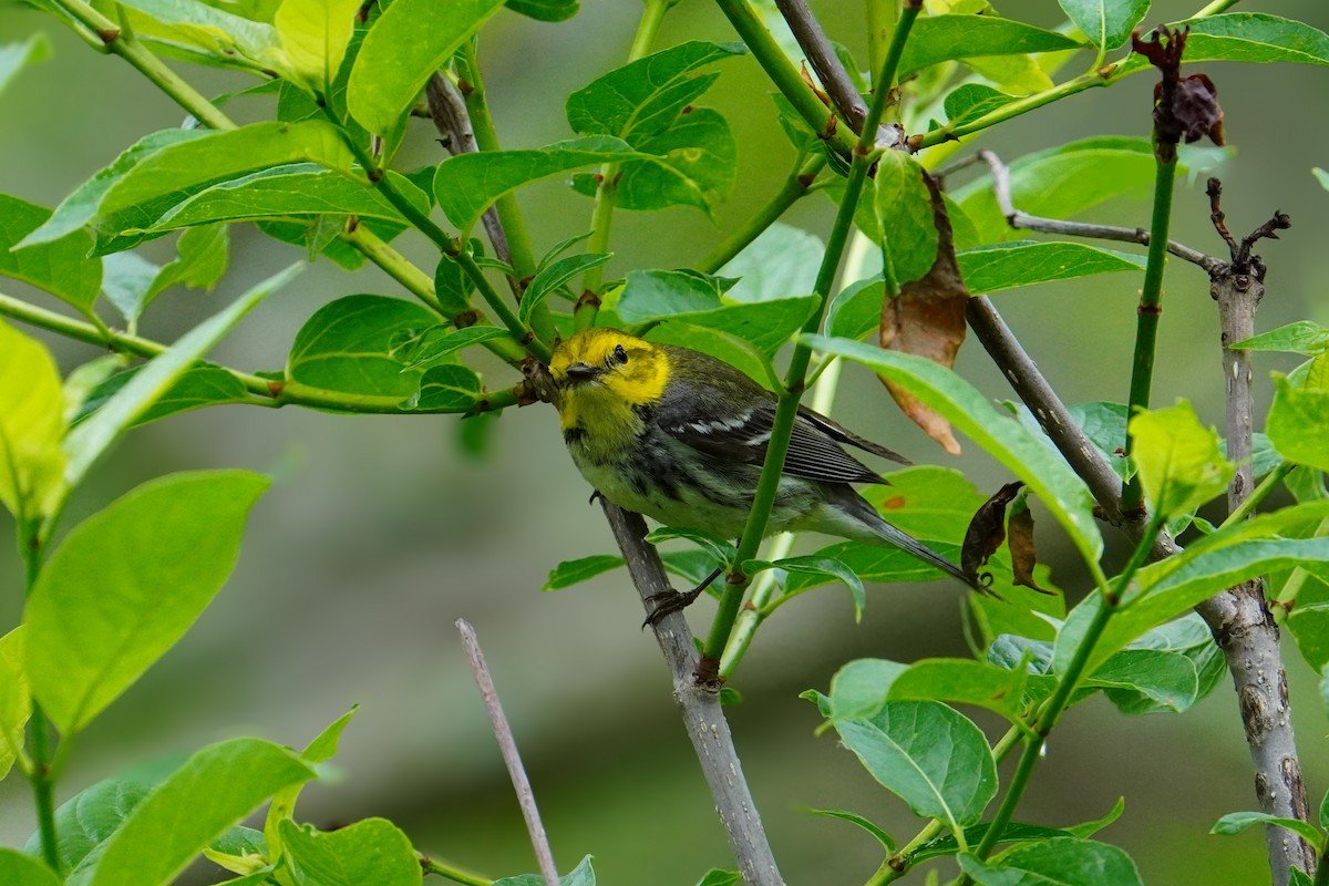 Black-throated Green Warbler - ML619312811