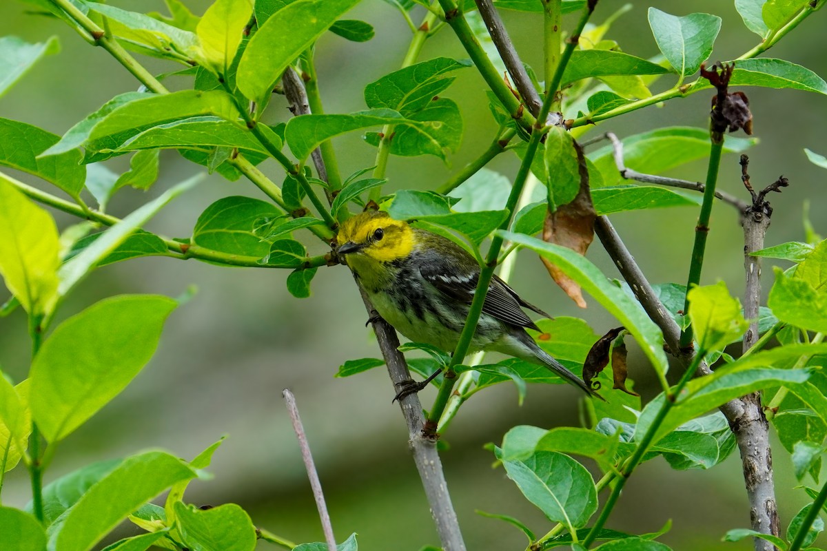 Black-throated Green Warbler - ML619312813