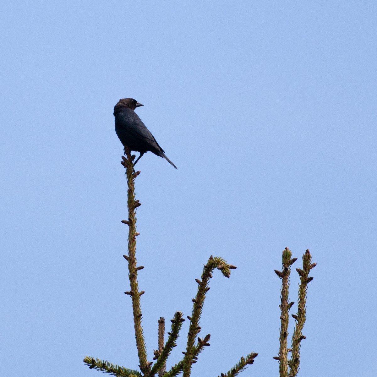 Brown-headed Cowbird - Christine Pelletier et (Claude St-Pierre , photos)