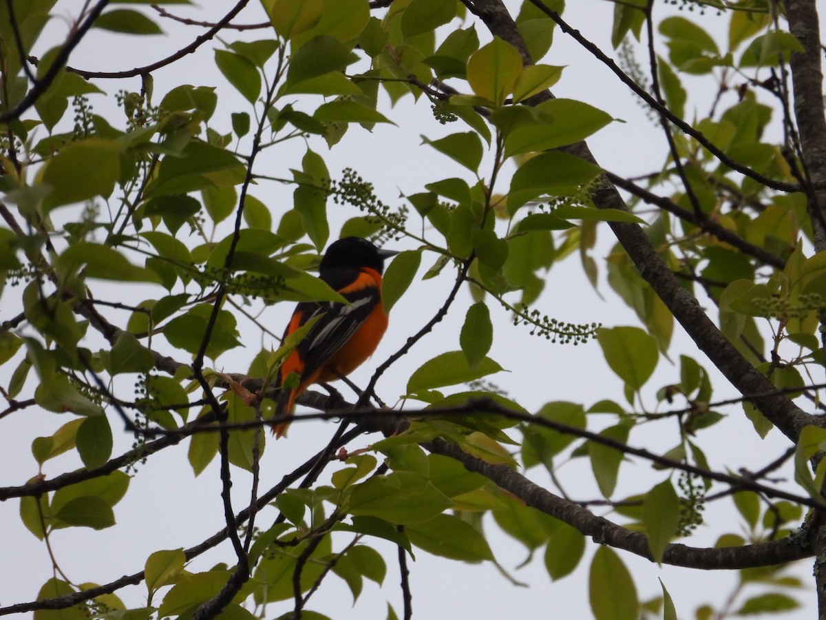 Oriole de Baltimore - ML619312815