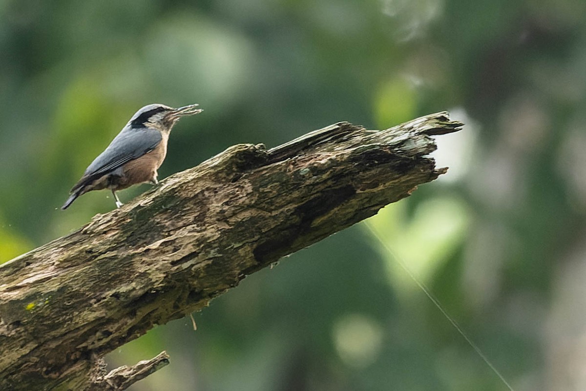 Indian Nuthatch - ML619312817