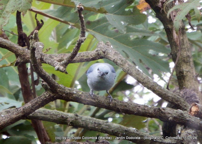 Blue-gray Tanager - Maritta (Dodo Colombia)