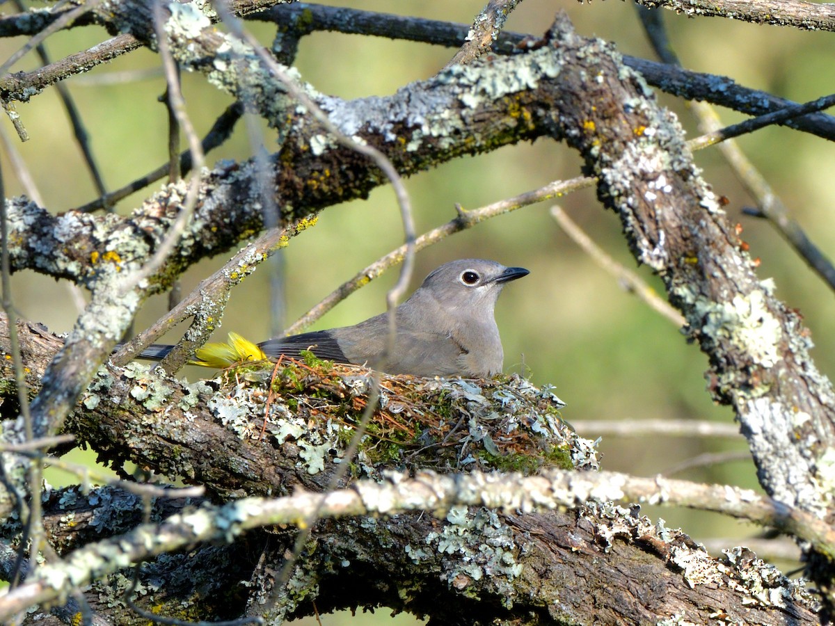 Gray Silky-flycatcher - Isain Contreras