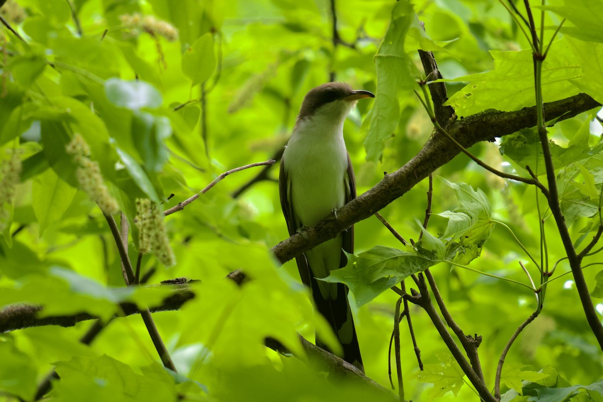 Yellow-billed Cuckoo - ML619312844