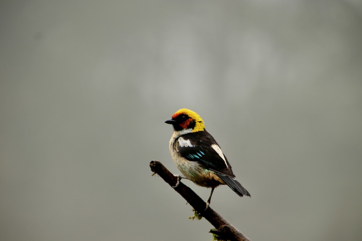 Flame-faced Tanager - Alexander Gómez Moreno