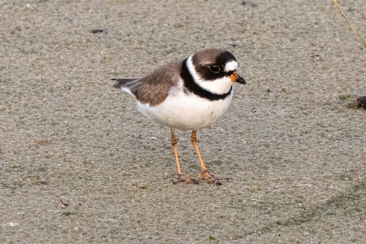 Semipalmated Plover - Mike Winck