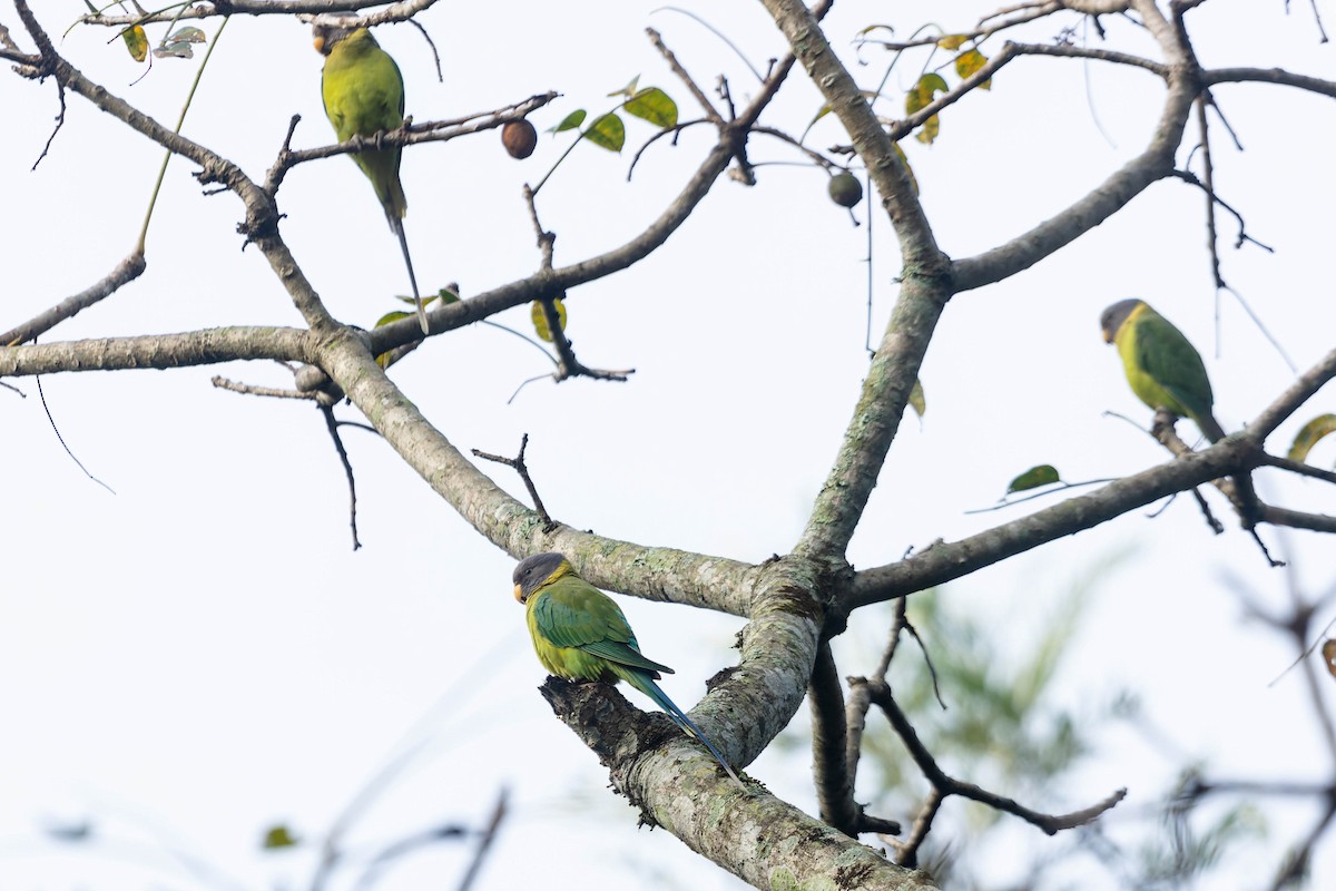 Plum-headed Parakeet - Zebedee Muller