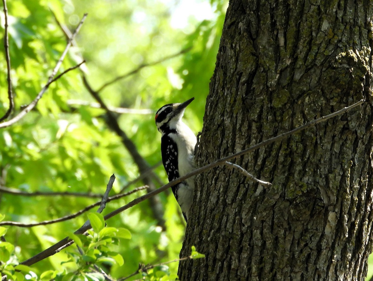 Hairy Woodpecker - Michael W. Sack