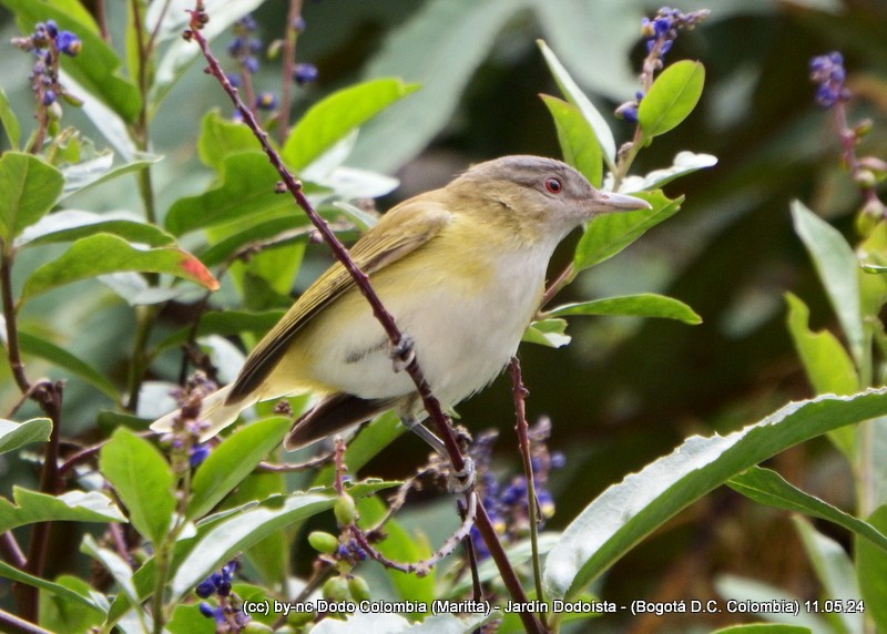 Yellow-green Vireo - Maritta (Dodo Colombia)