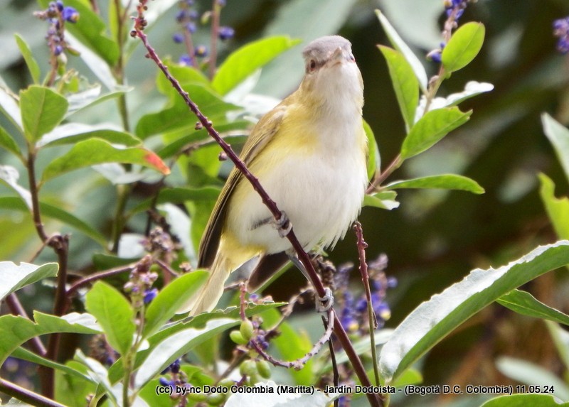 Yellow-green Vireo - Maritta (Dodo Colombia)