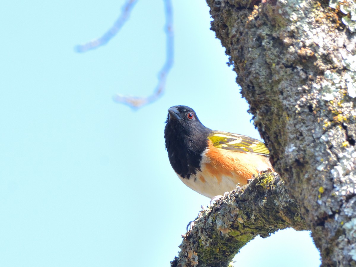 Spotted Towhee (Olive-backed) - Isain Contreras