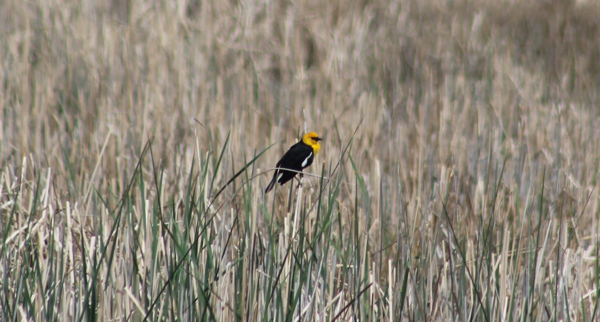 Yellow-headed Blackbird - ML619312890
