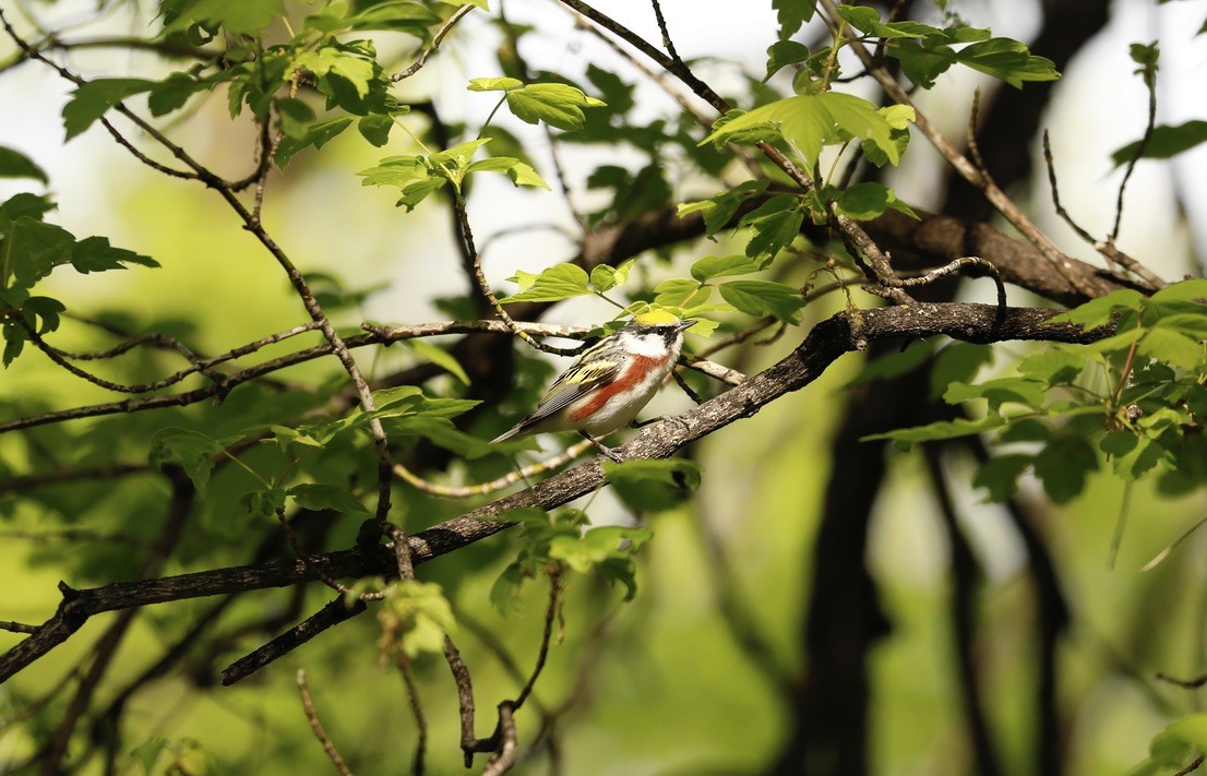 Chestnut-sided Warbler - Aaron Loken