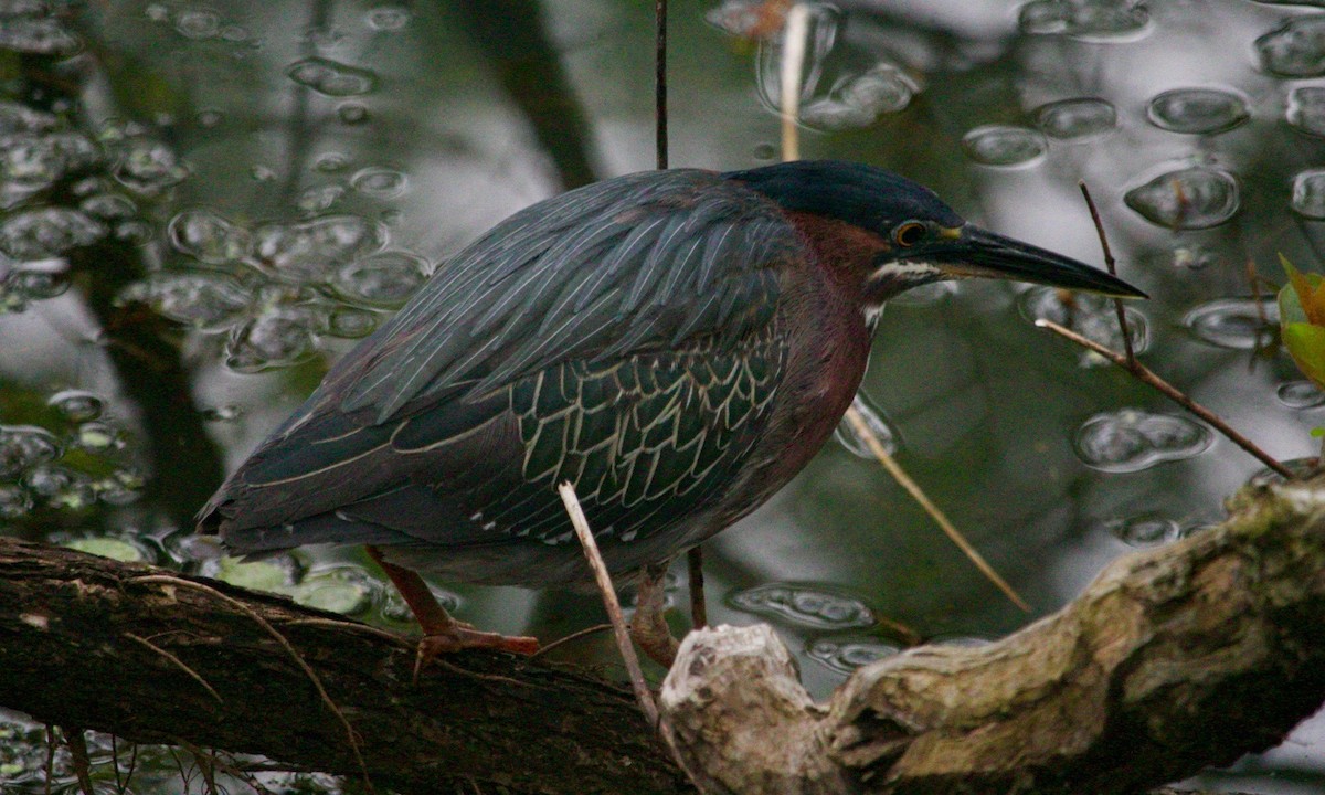 Green Heron - Loyan Beausoleil