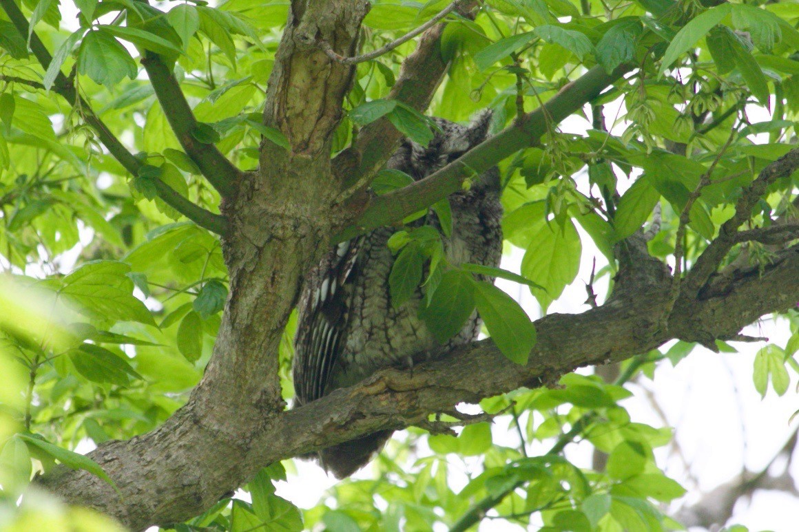 Eastern Screech-Owl - Loyan Beausoleil