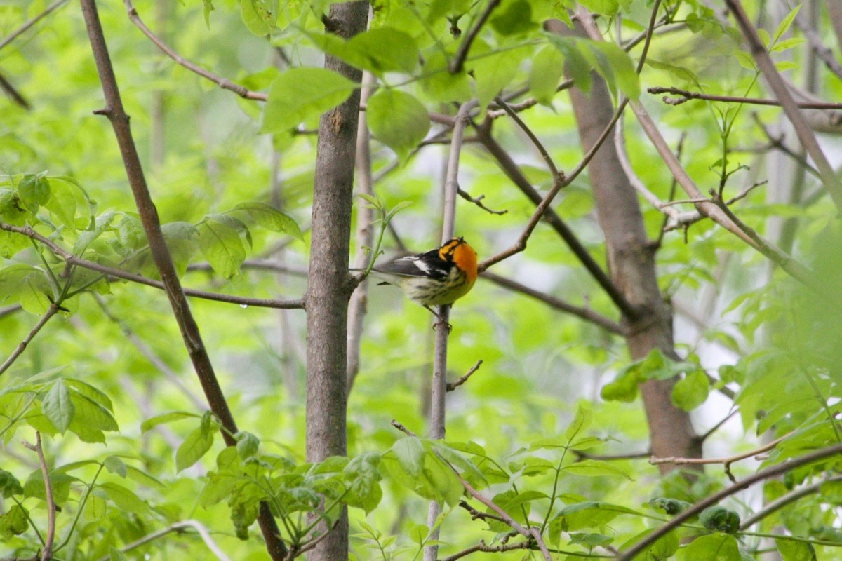 Blackburnian Warbler - Loyan Beausoleil