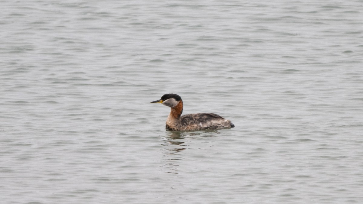 Red-necked Grebe - Steve Pearl