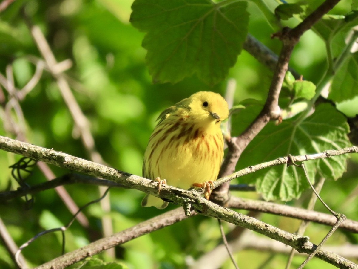 Yellow Warbler - Lindsay McNamara