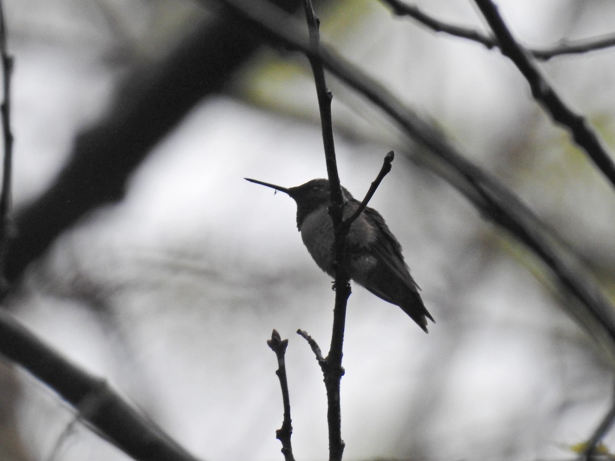 Ruby-throated Hummingbird - ML619312953