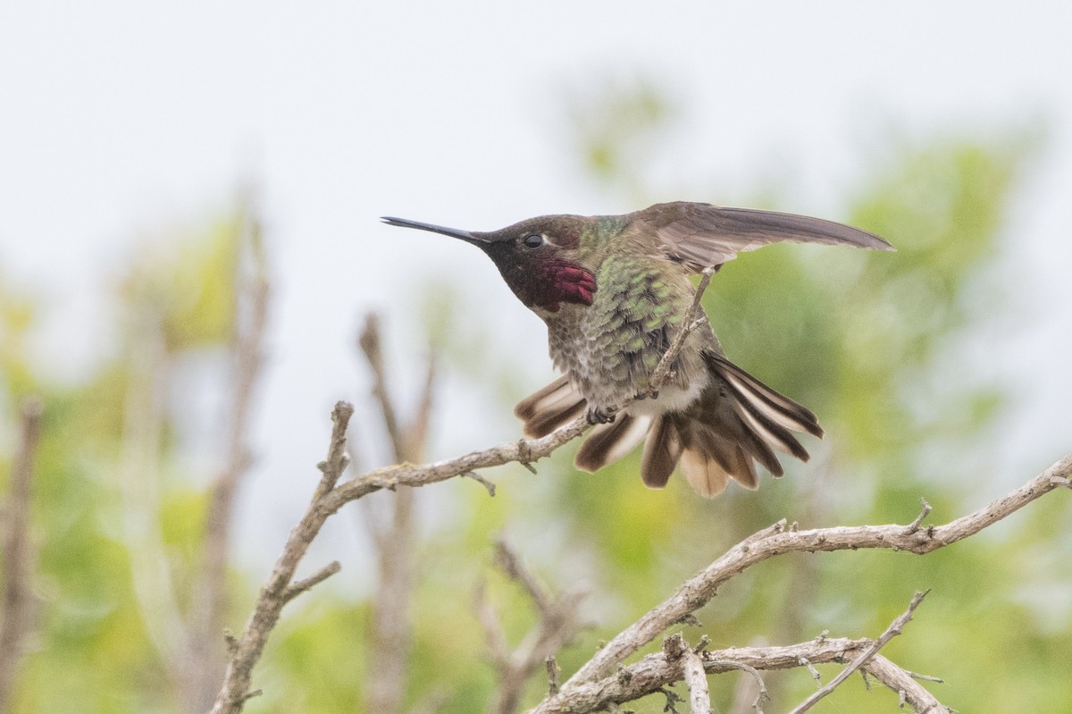 Anna's Hummingbird - Steve Pearl