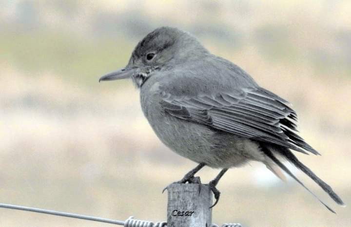 Gray-bellied Shrike-Tyrant - Estela  Garrido