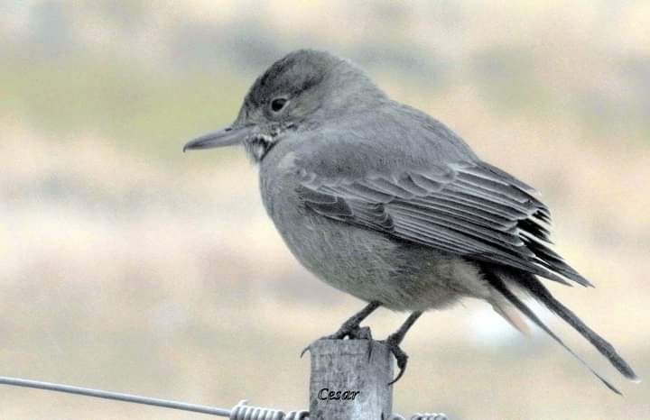 Gray-bellied Shrike-Tyrant - ML619312979