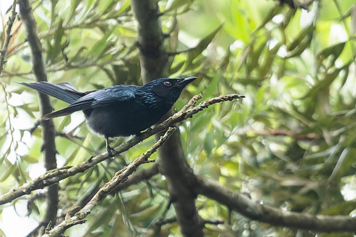 Asian Fairy-bluebird - Zebedee Muller