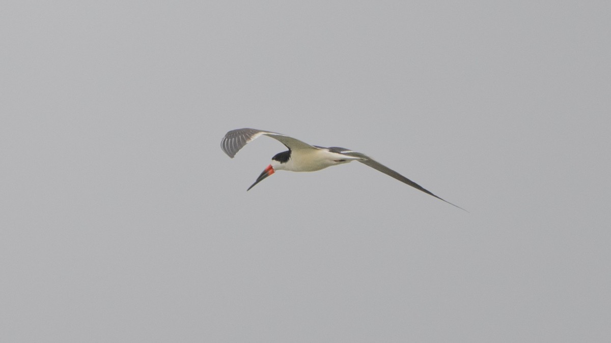 Black Skimmer - Steve Pearl