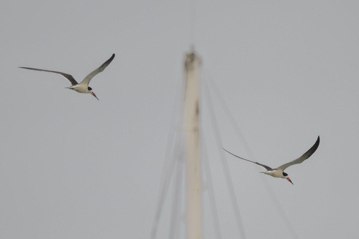 Black Skimmer - Steve Pearl