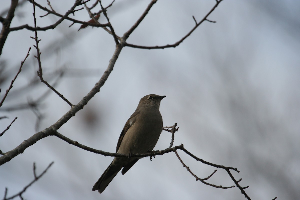 Townsend's Solitaire - Marshall Iliff