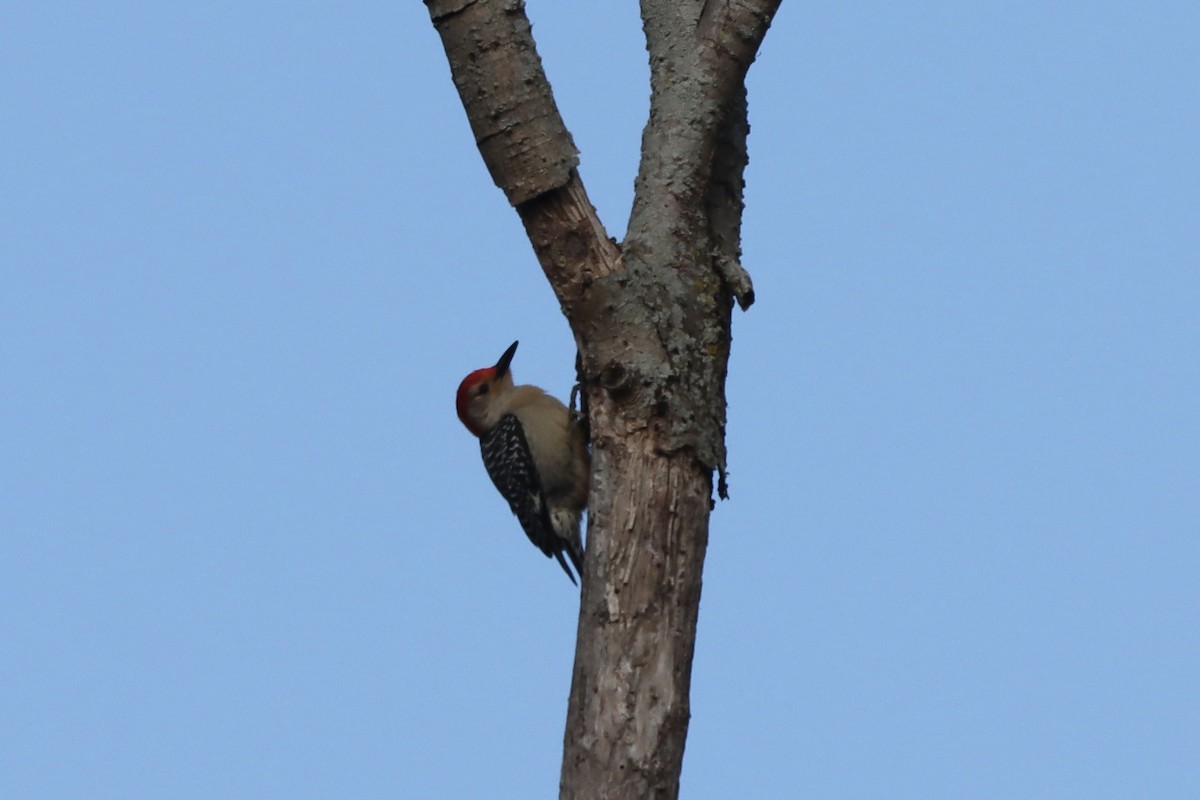Red-bellied Woodpecker - Rosemary Clapham