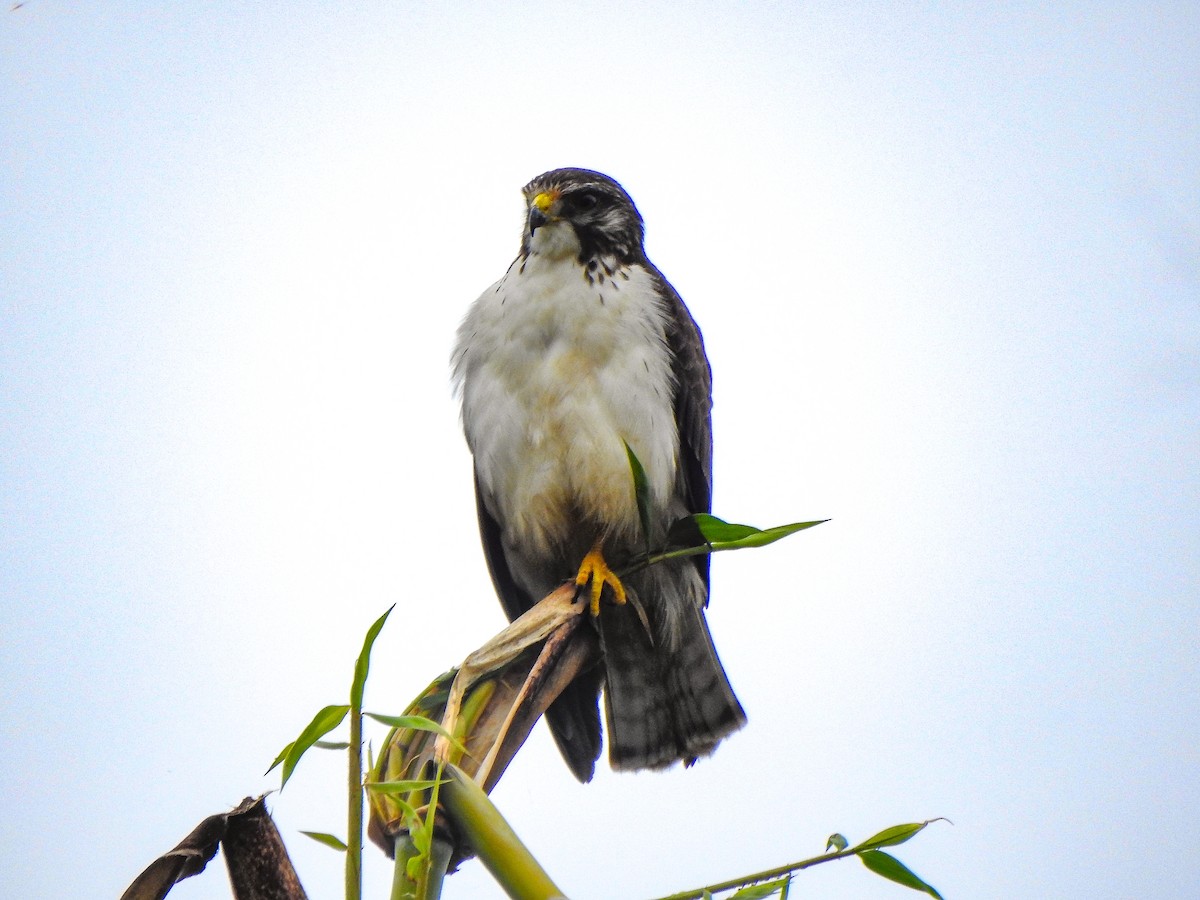 Short-tailed Hawk - Alido junior