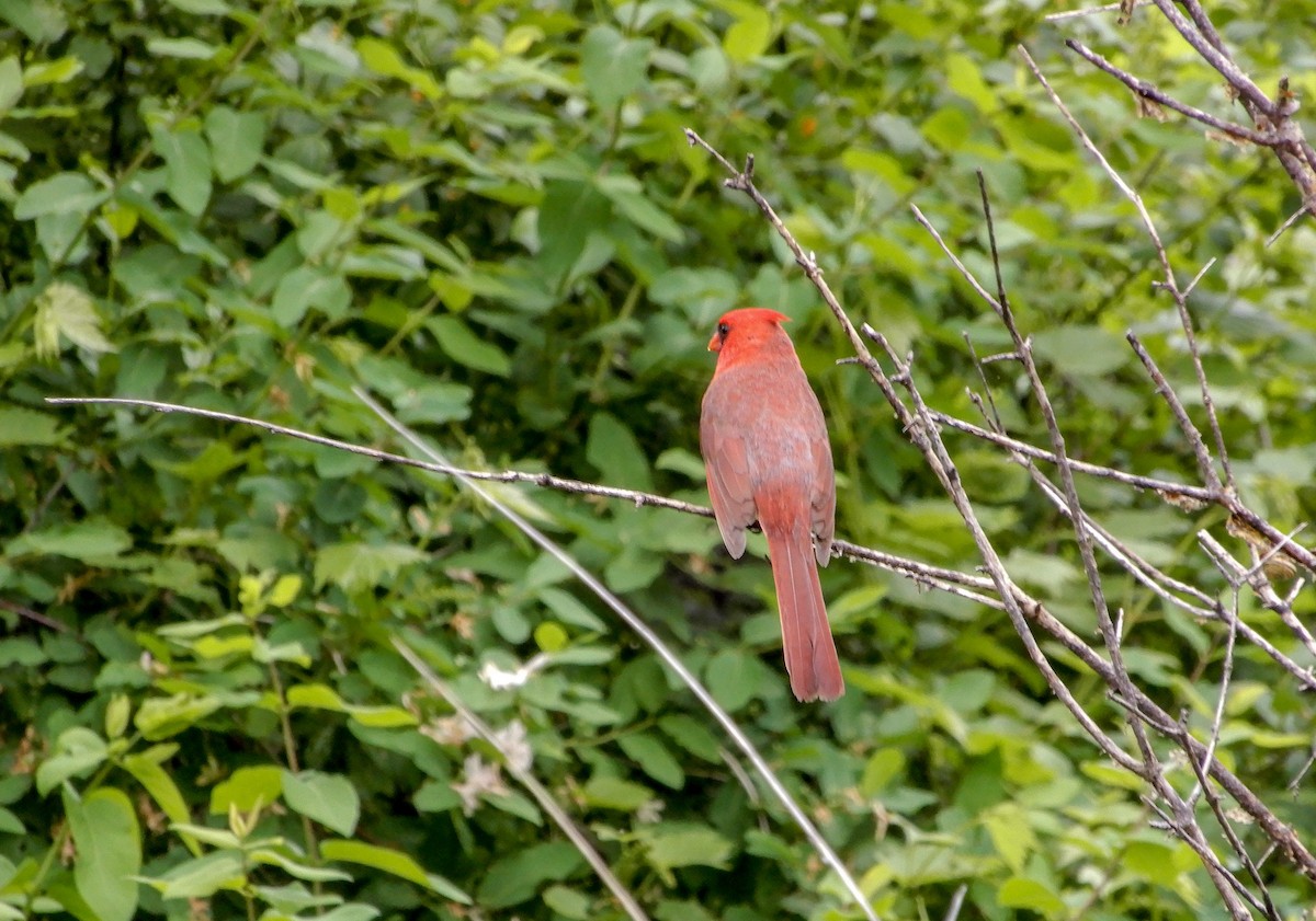 Northern Cardinal - Scot Russell