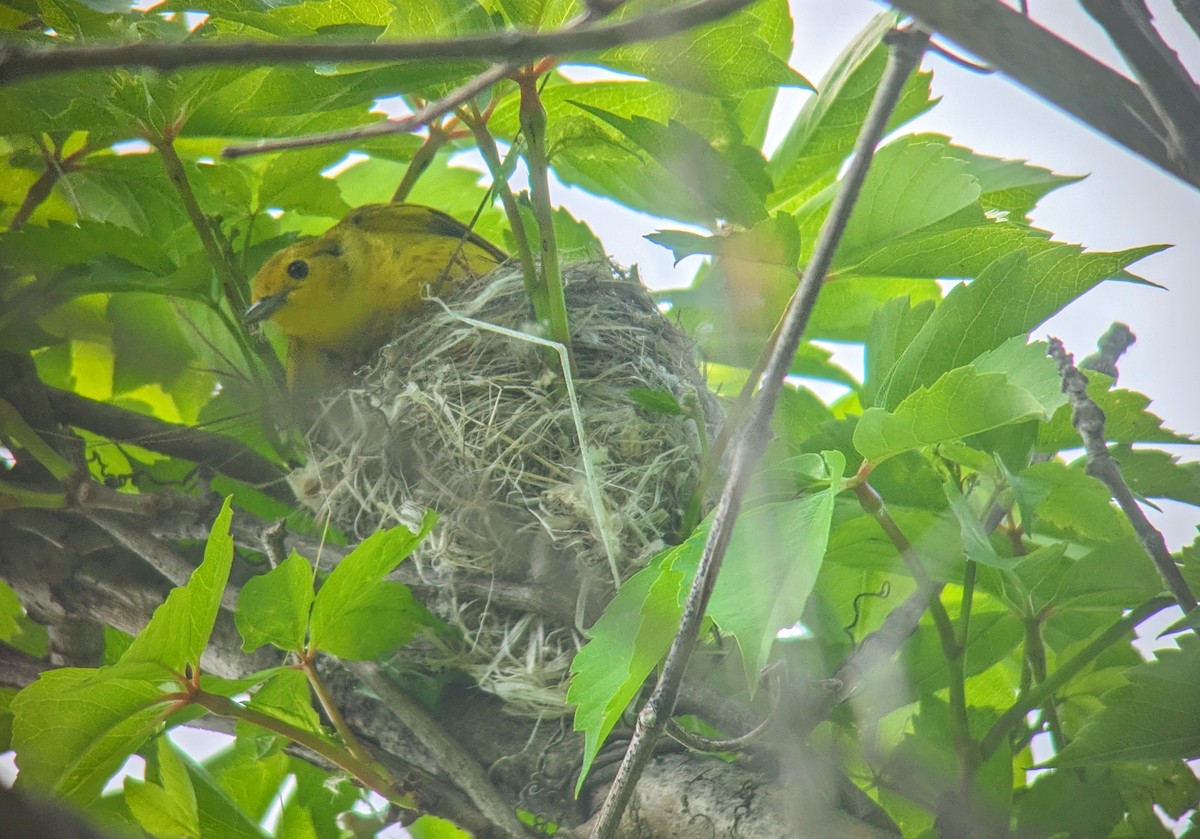 Yellow Warbler - Richard Kurtz