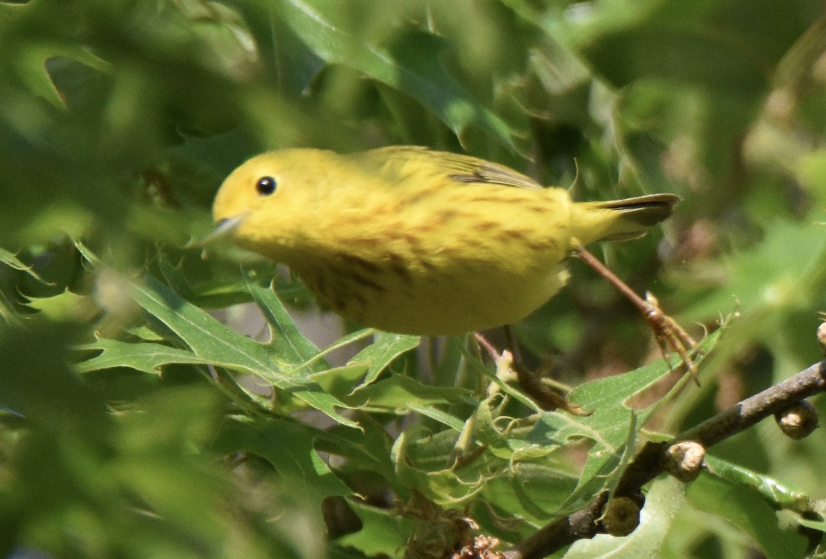 Yellow Warbler - Juniper F