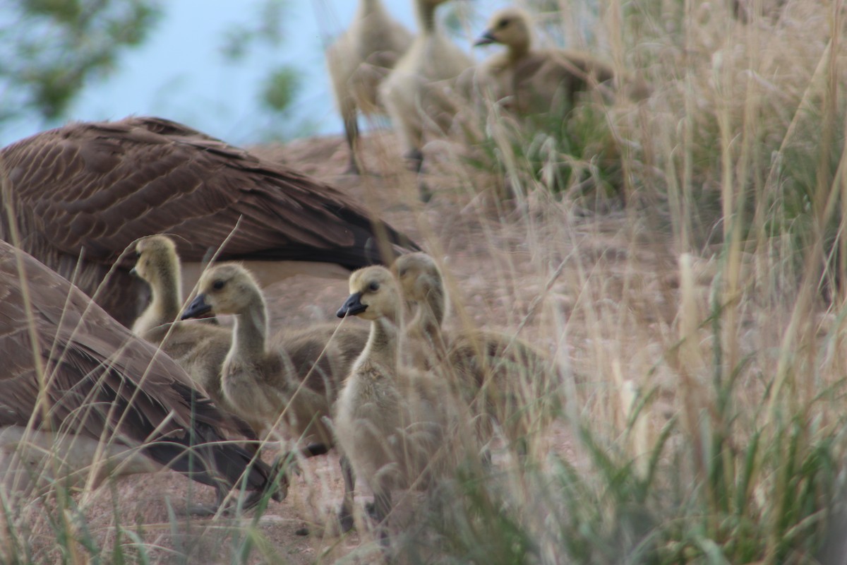 Canada Goose - Archer Silverman