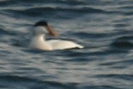 Common Eider (Northern) - Marshall Iliff