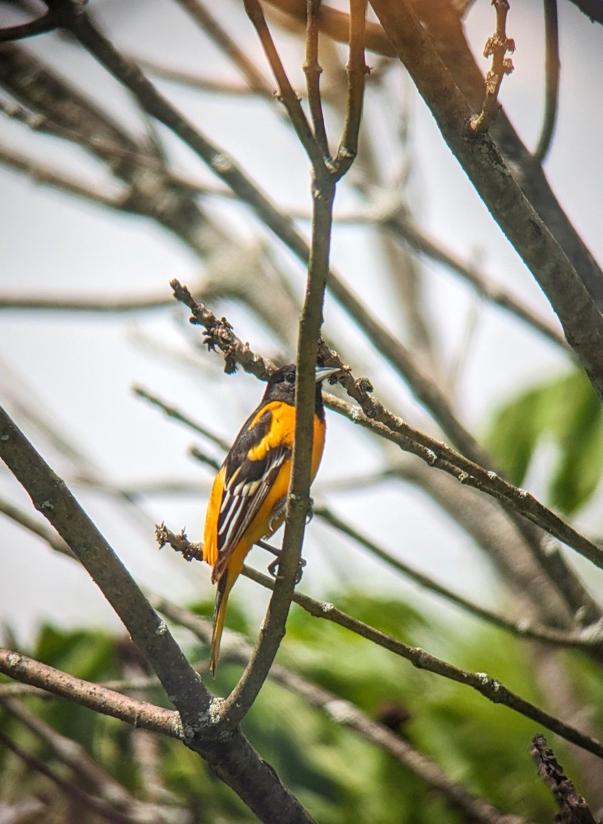 Baltimore Oriole - Richard Kurtz