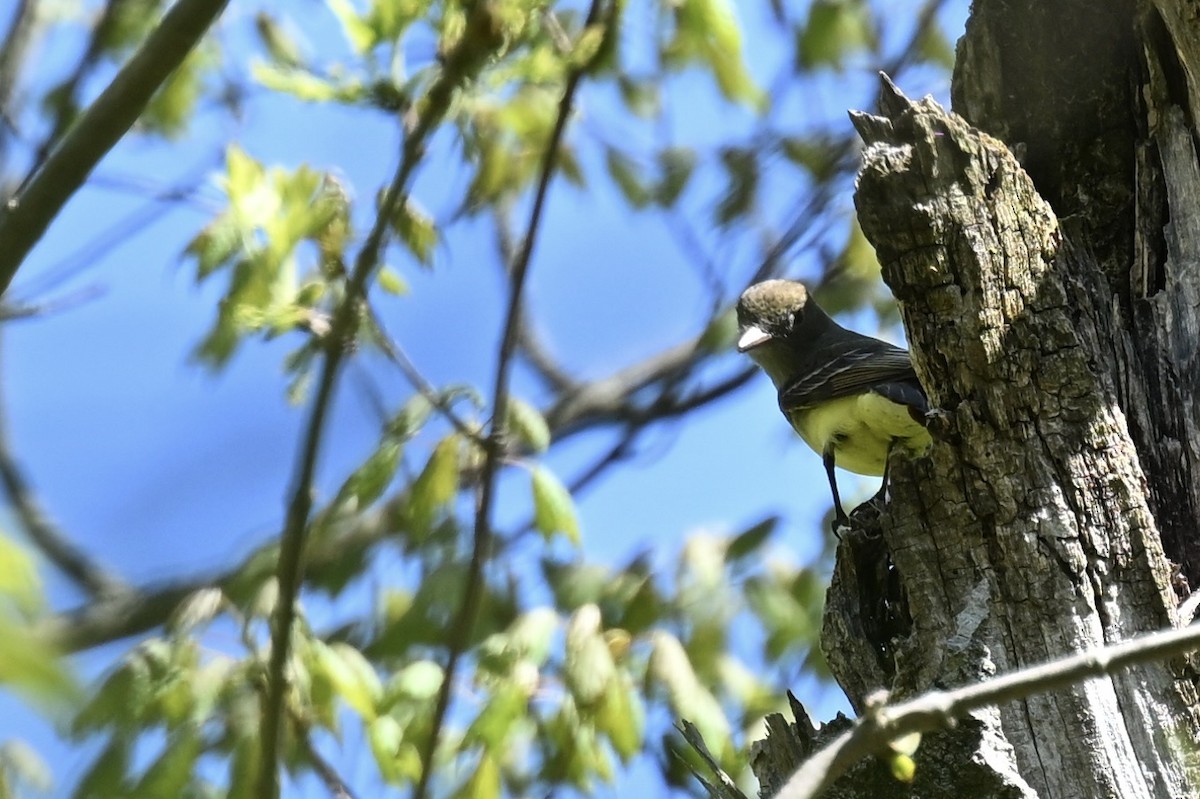 Great Crested Flycatcher - france dallaire