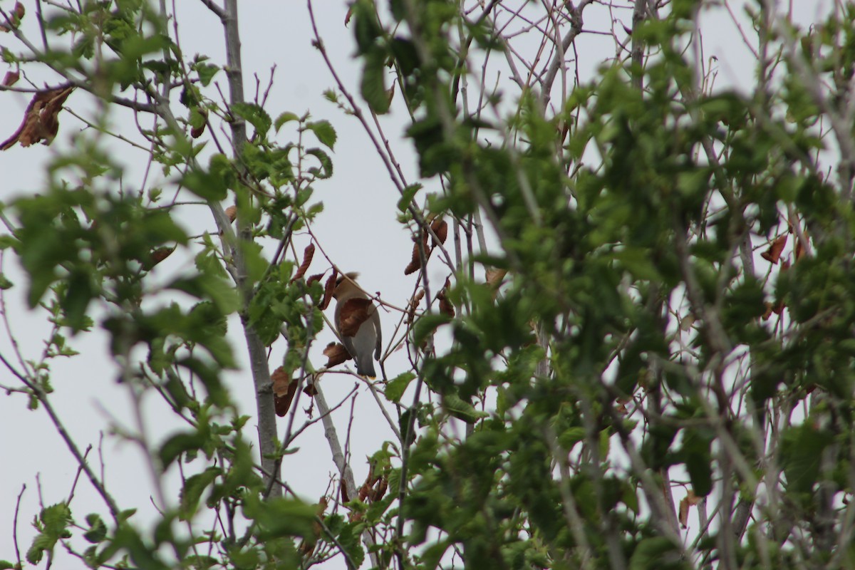 Cedar Waxwing - ML619313074