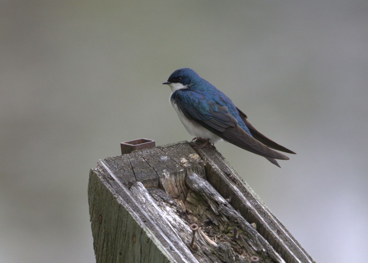 Tree Swallow - Lyse Clermont